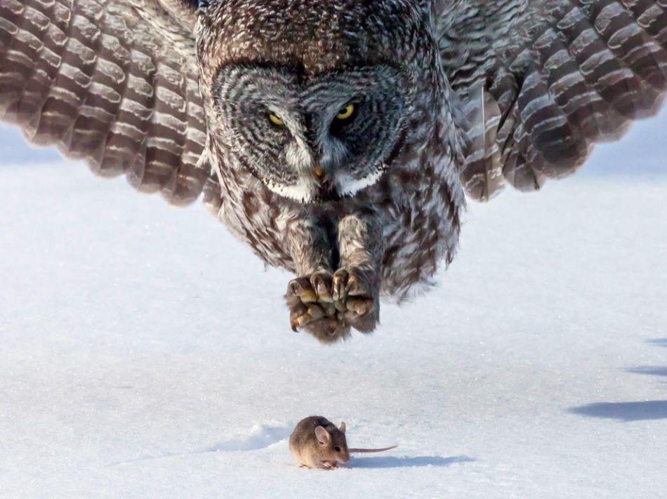 gray-owl-mouse_65519_990x742